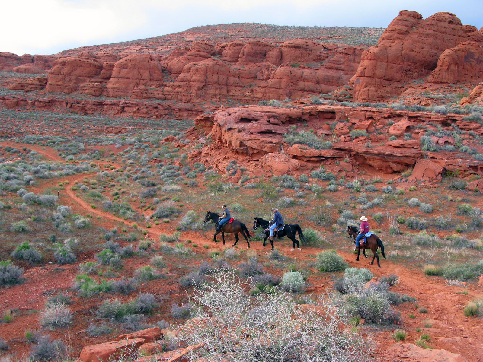 Back Country horsemen